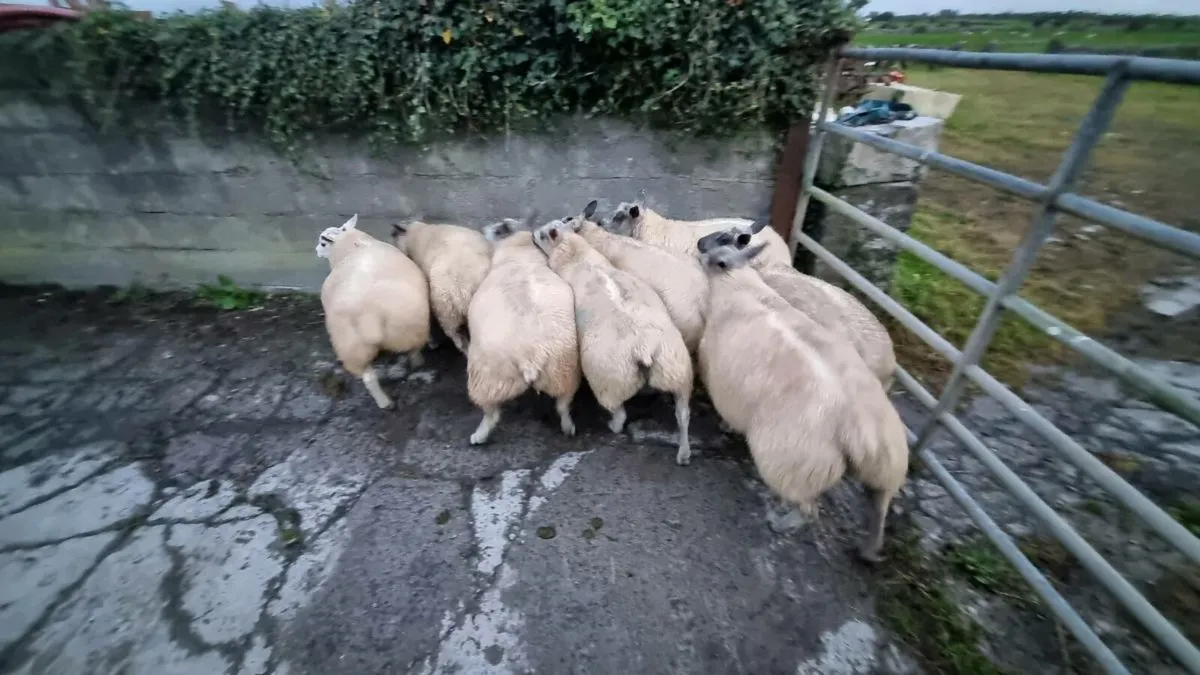Millennium bleu Ram lambs - Image 2