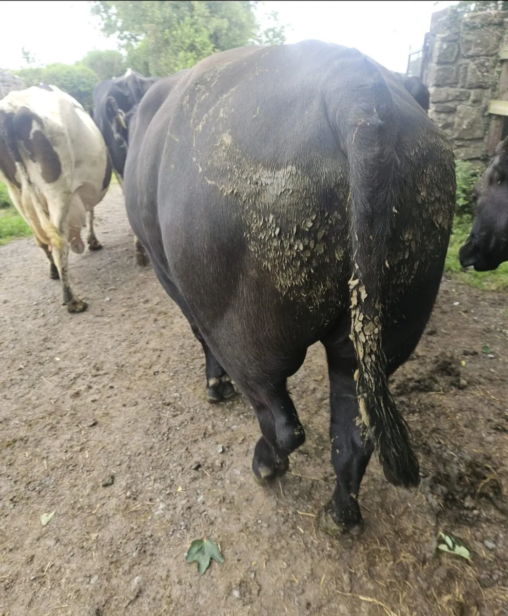 For Sale Aberdeen Angus Bull - Image 3