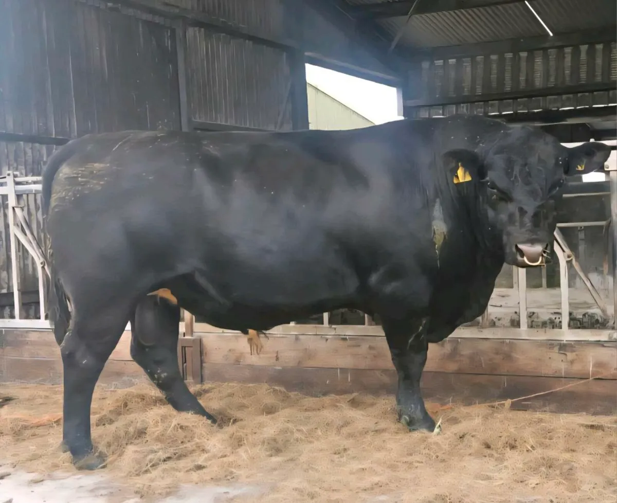 For Sale Aberdeen Angus Bull - Image 1