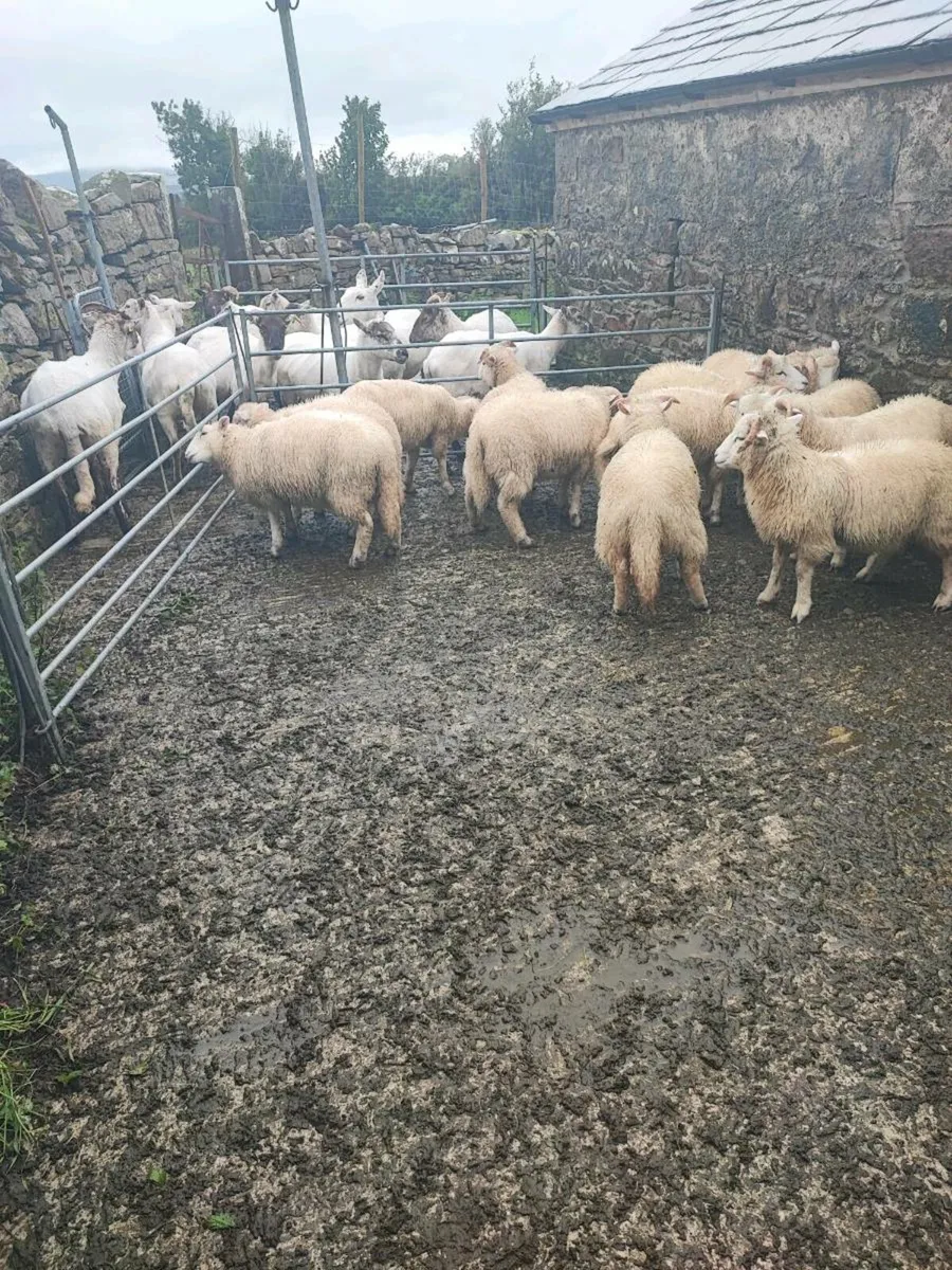 Store lambs - Image 2