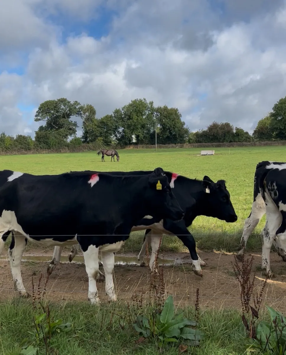 10 Incalf FR heifers - Image 1