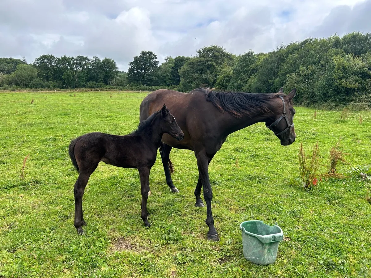 Mare and Foal - Image 1