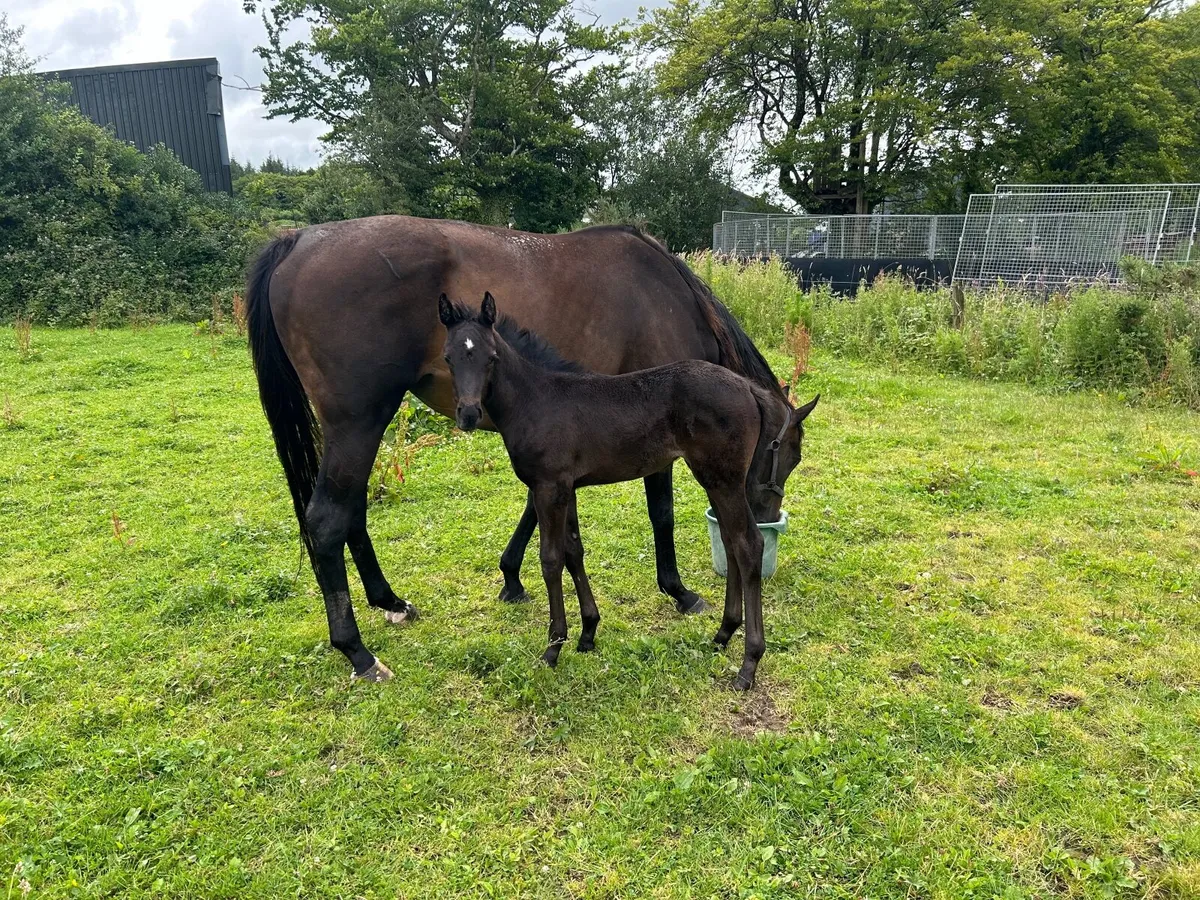 Mare and Foal - Image 2