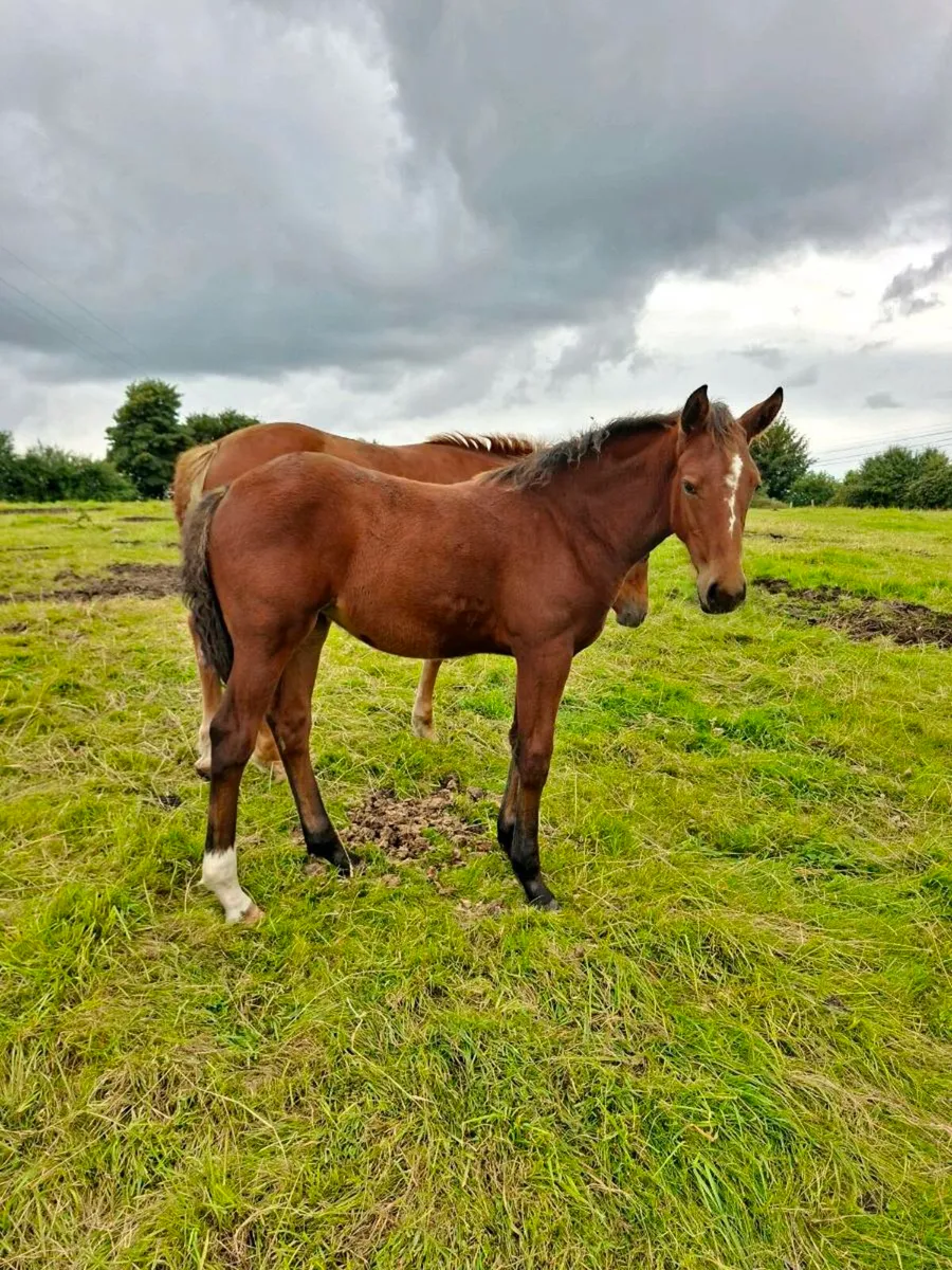 Irish draught & irish sport horse foals - Image 2
