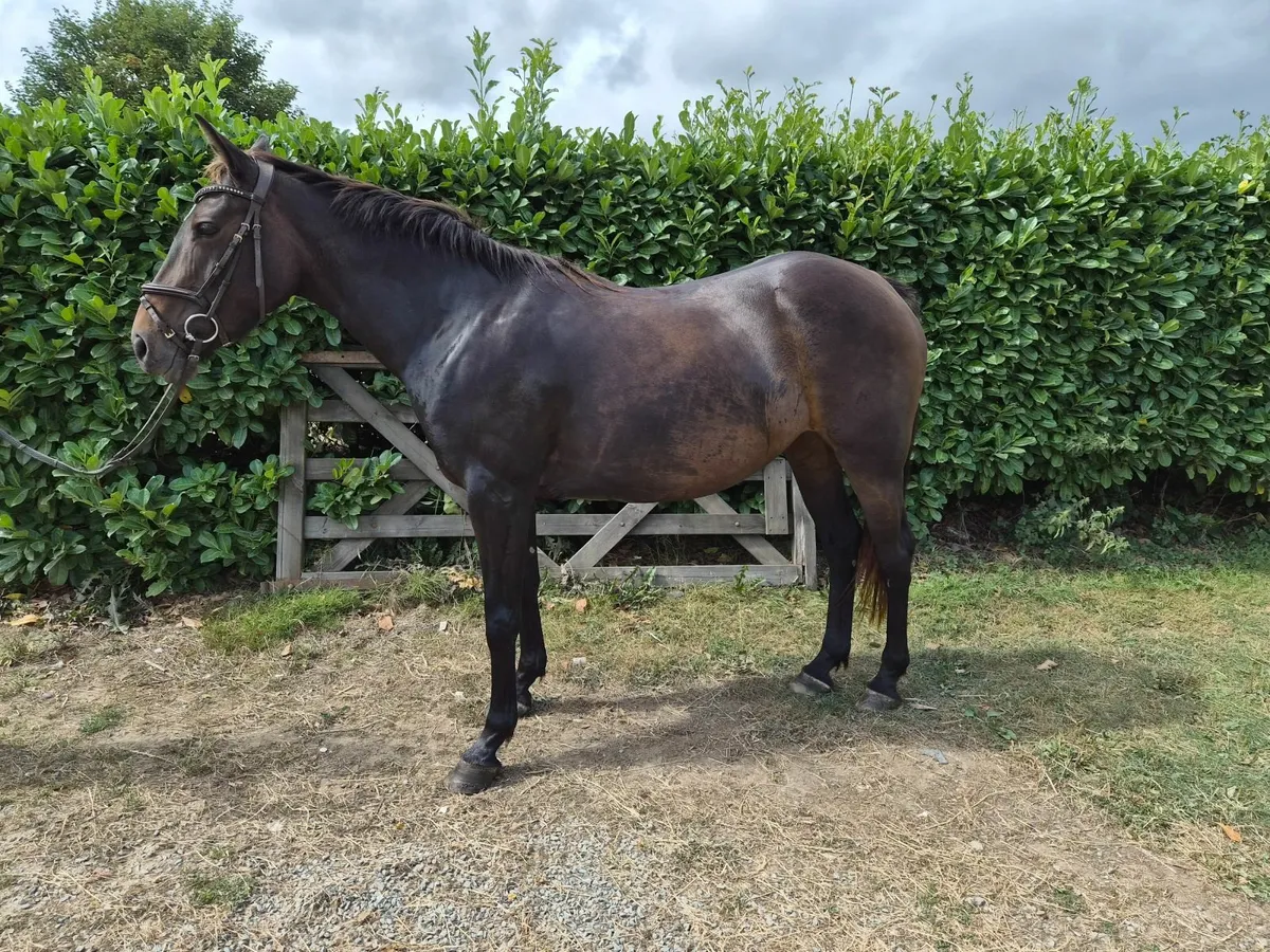 148 5yr old mare - Image 4