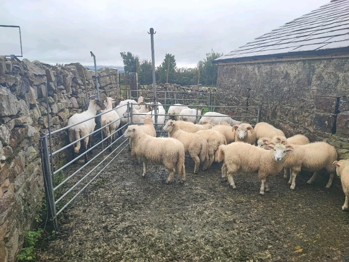 Store lambs - Image 3