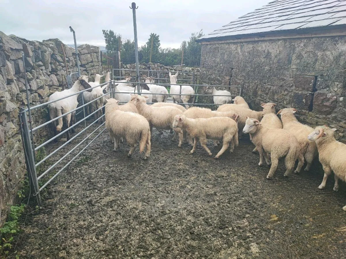 Store lambs - Image 4