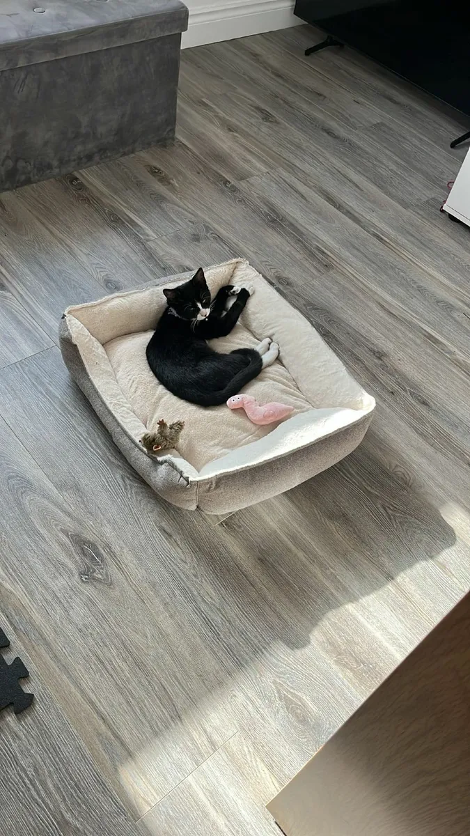 4 month old female kitten - Image 1