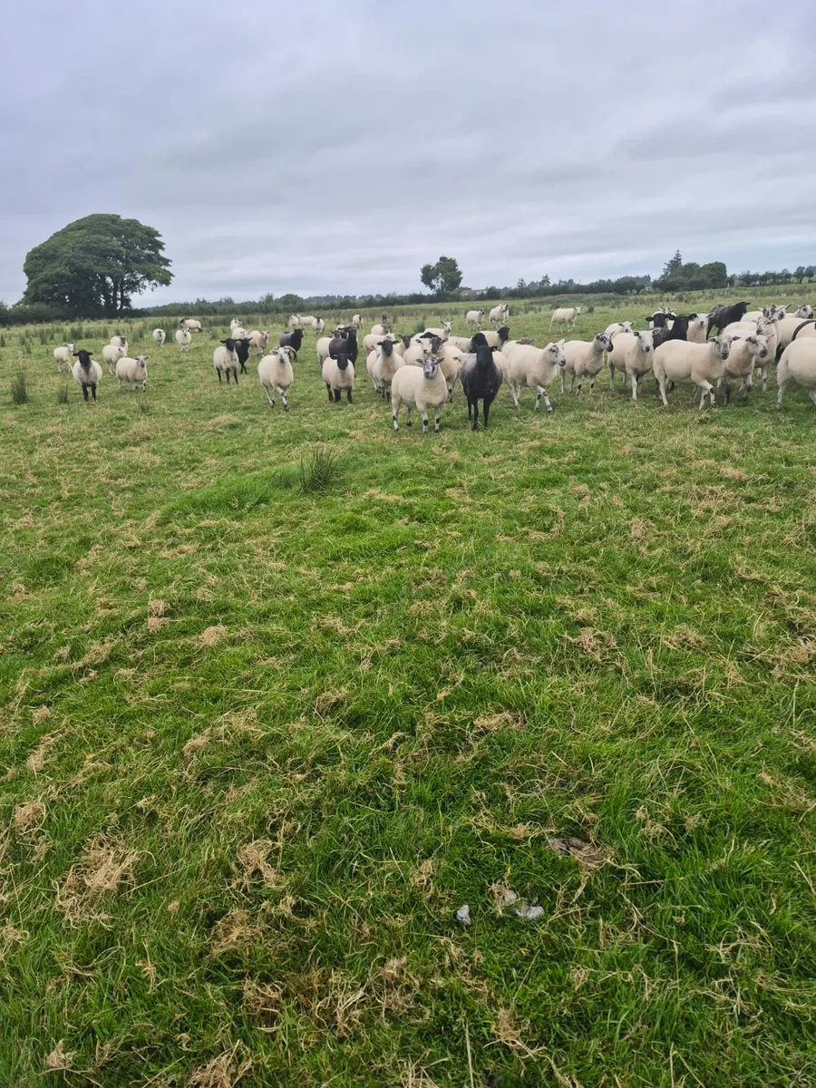 Hoggets - Image 1