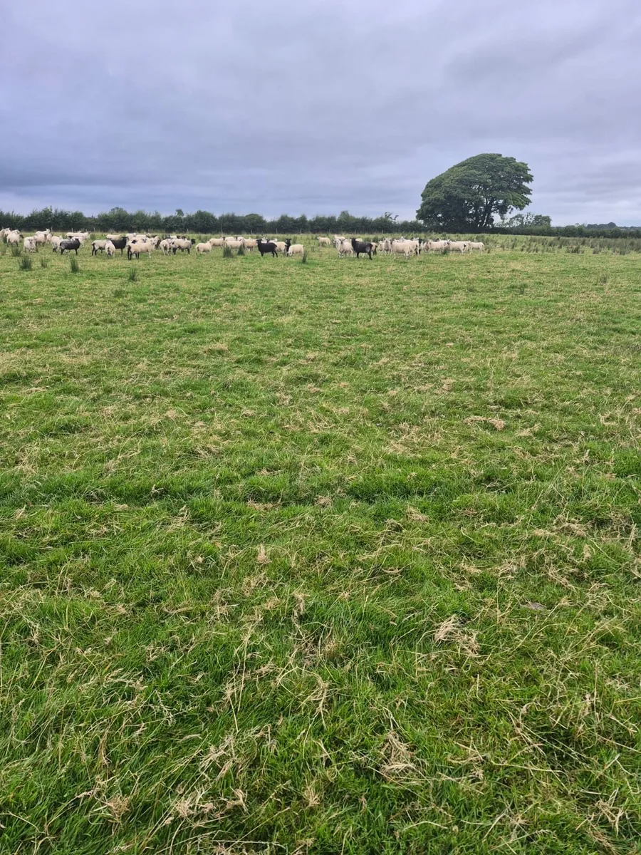 Hoggets - Image 2