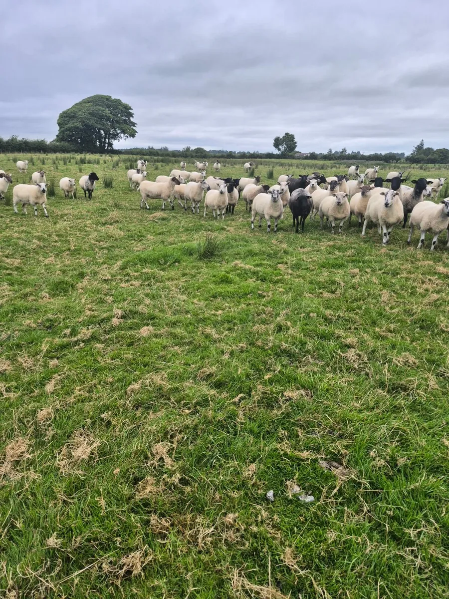 Hoggets - Image 3