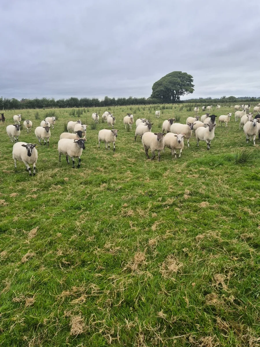 Hoggets - Image 4