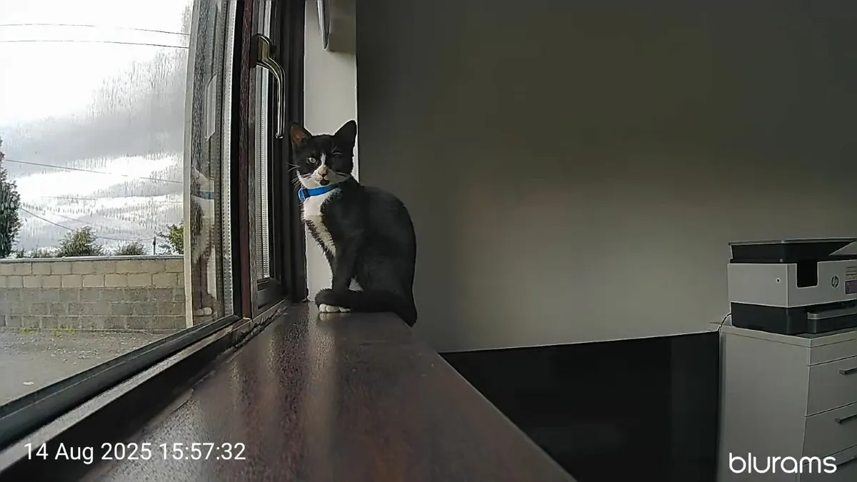 4 month old female kitten - Image 3