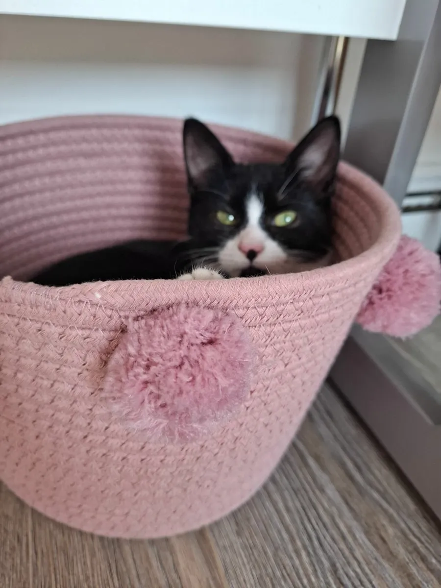 4 month old female kitten - Image 4