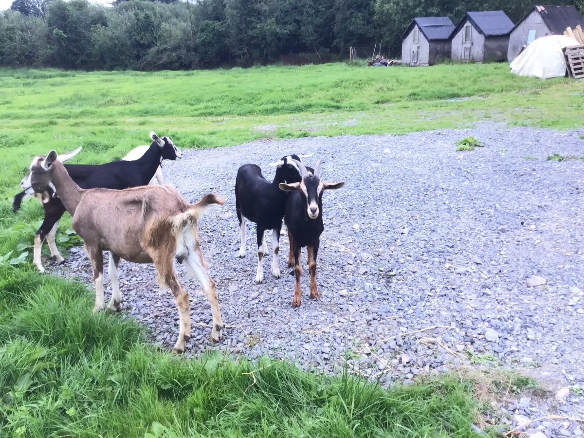 Dairy goats and young stock - Image 2