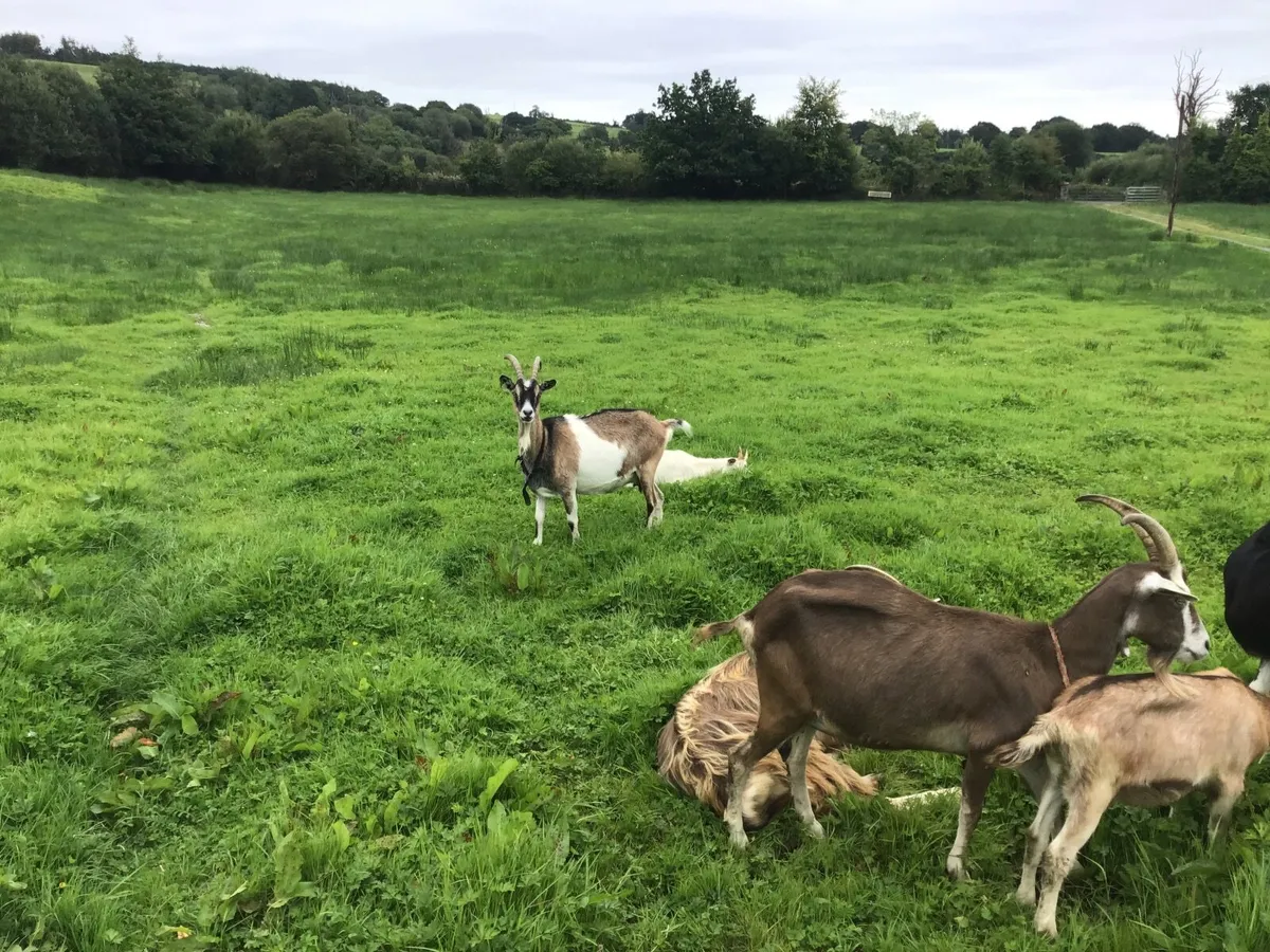 Dairy goats and young stock - Image 3