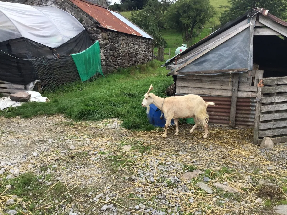 Dairy goats and young stock - Image 4