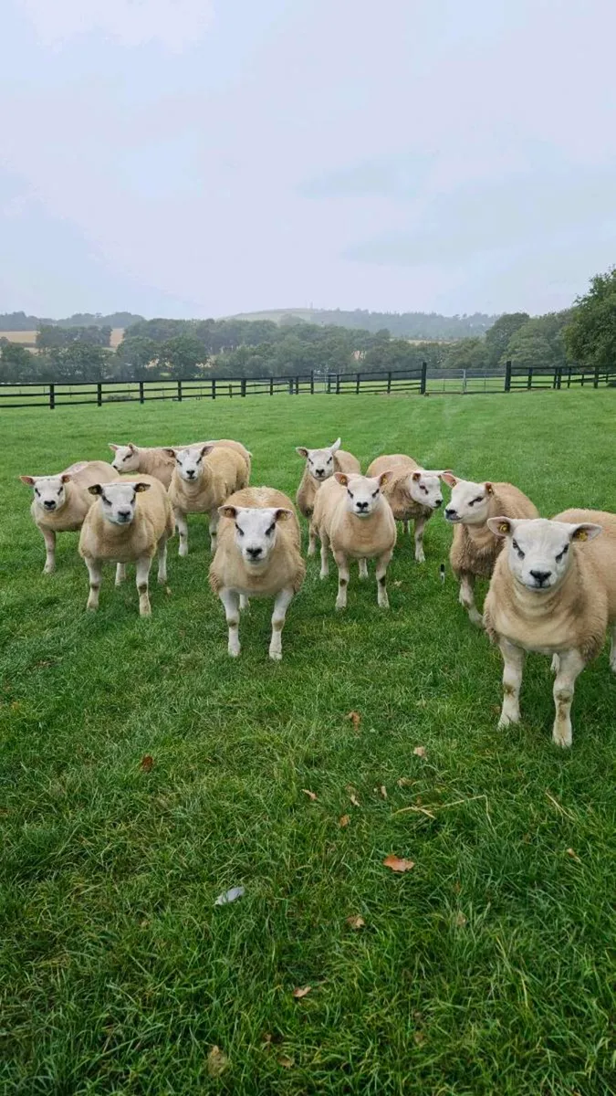Texel ram lambs - Image 1