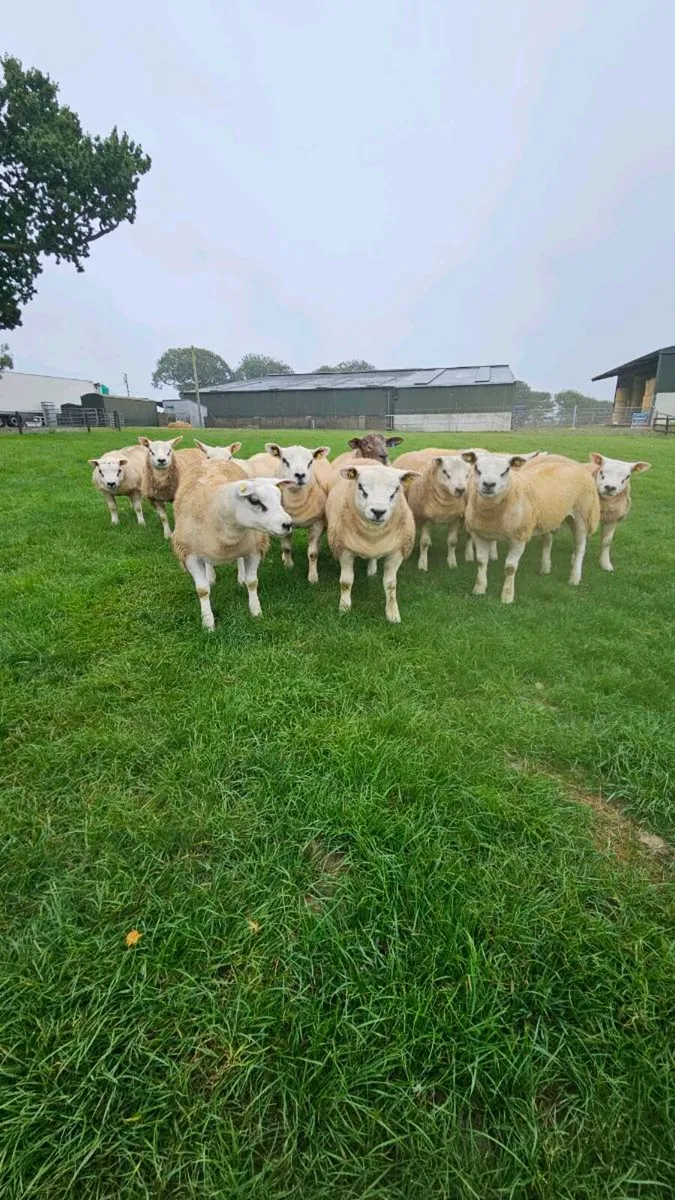 Texel ram lambs - Image 3