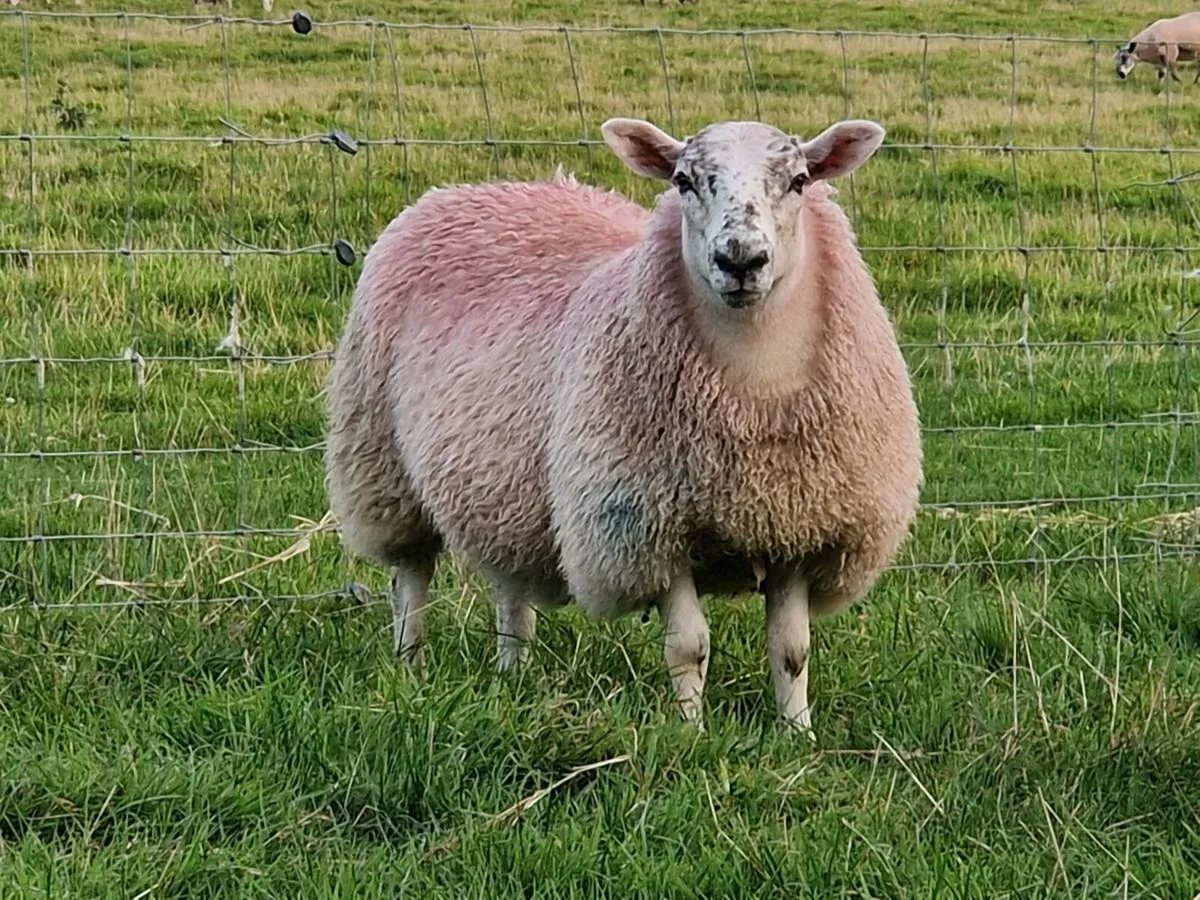 Mule ewe lambs - Image 2