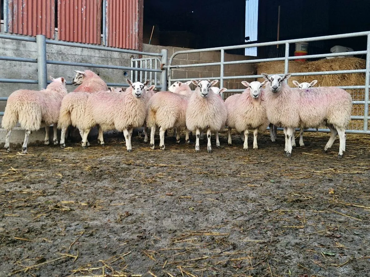 Mule ewe lambs - Image 3