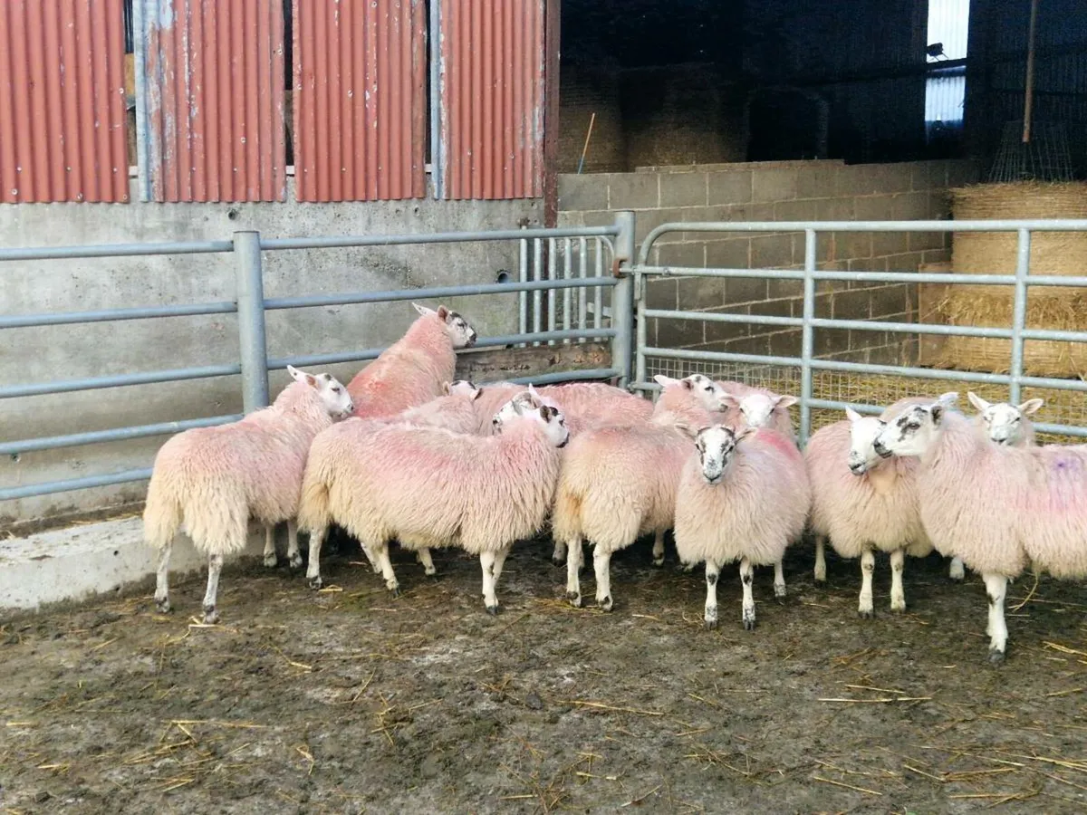 Mule ewe lambs - Image 4