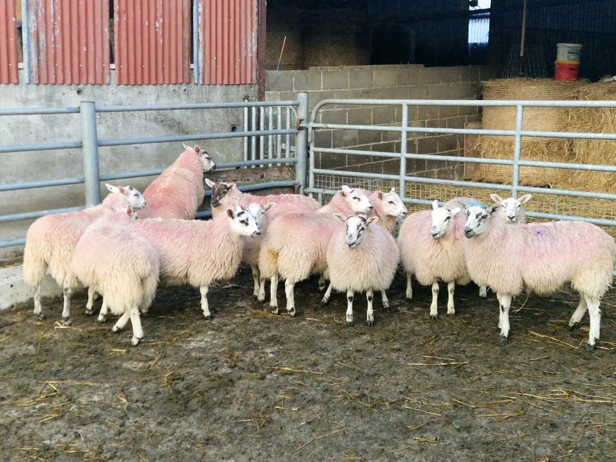 Mule ewe lambs - Image 1