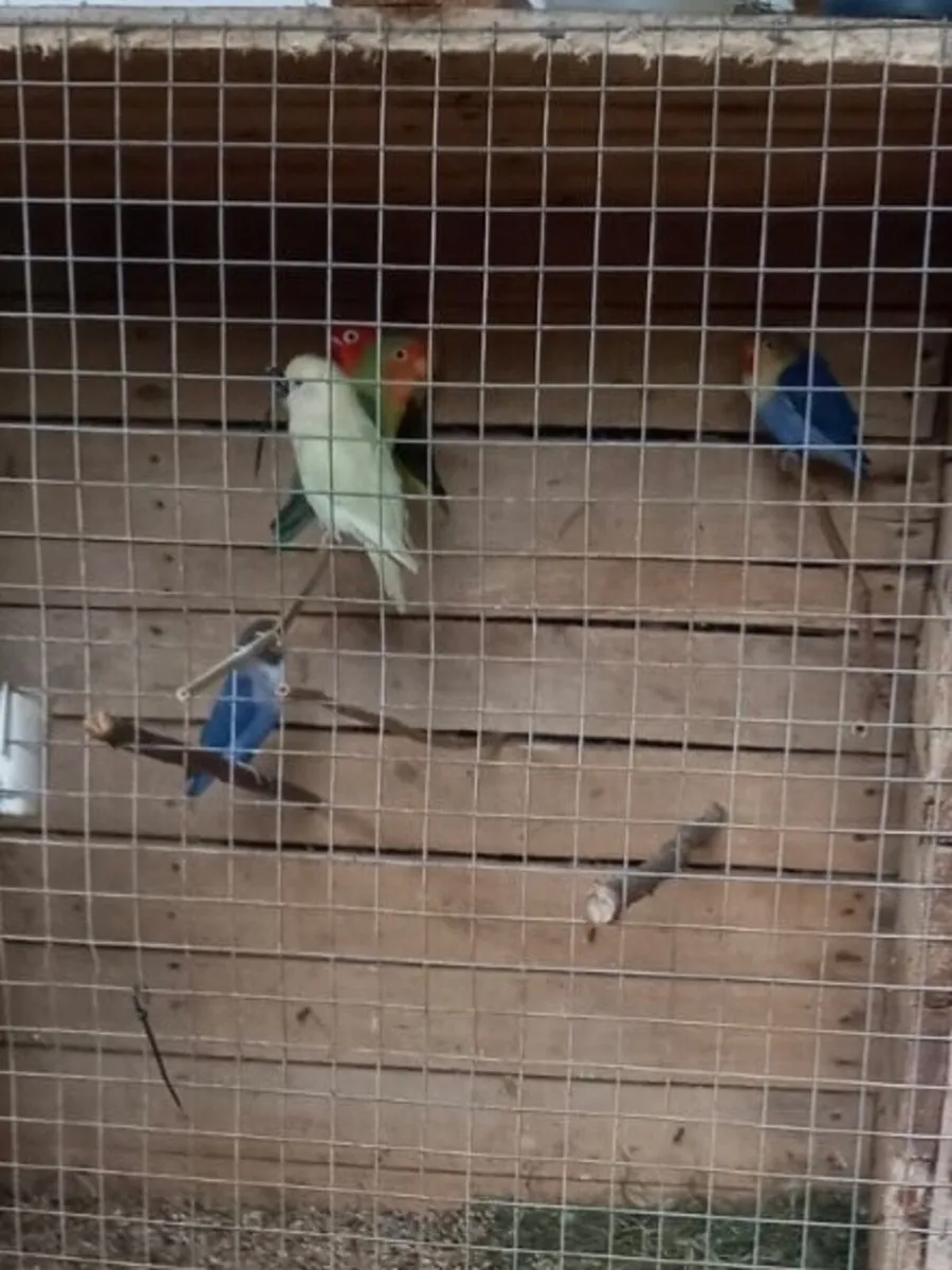 Love birds - Image 4