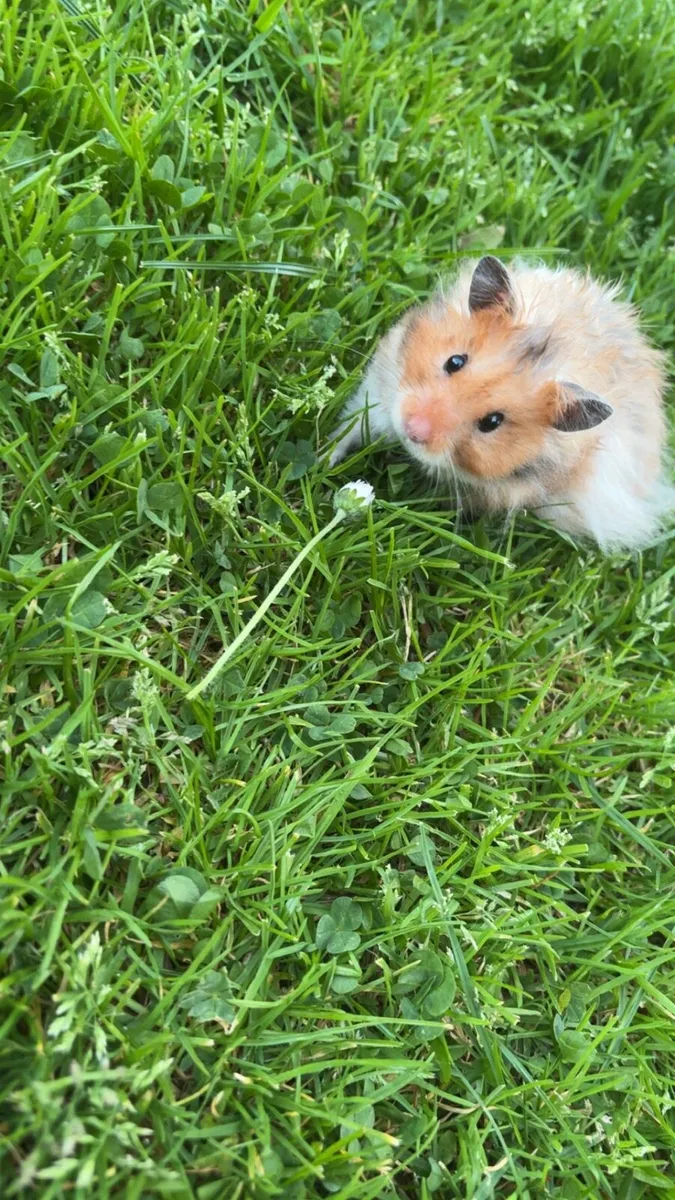 syrian hamster - Image 1