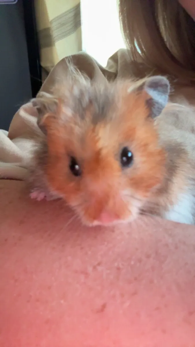 syrian hamster - Image 2