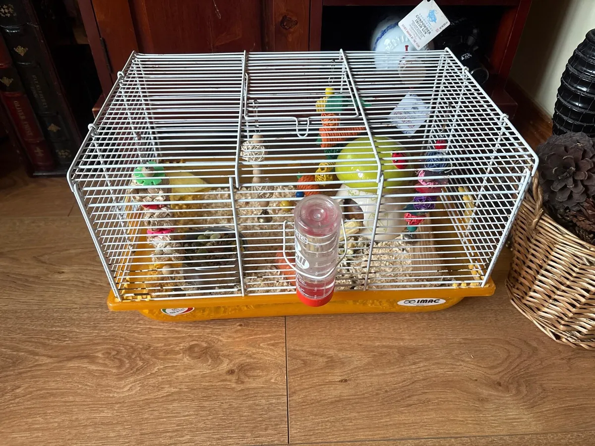 syrian hamster - Image 3