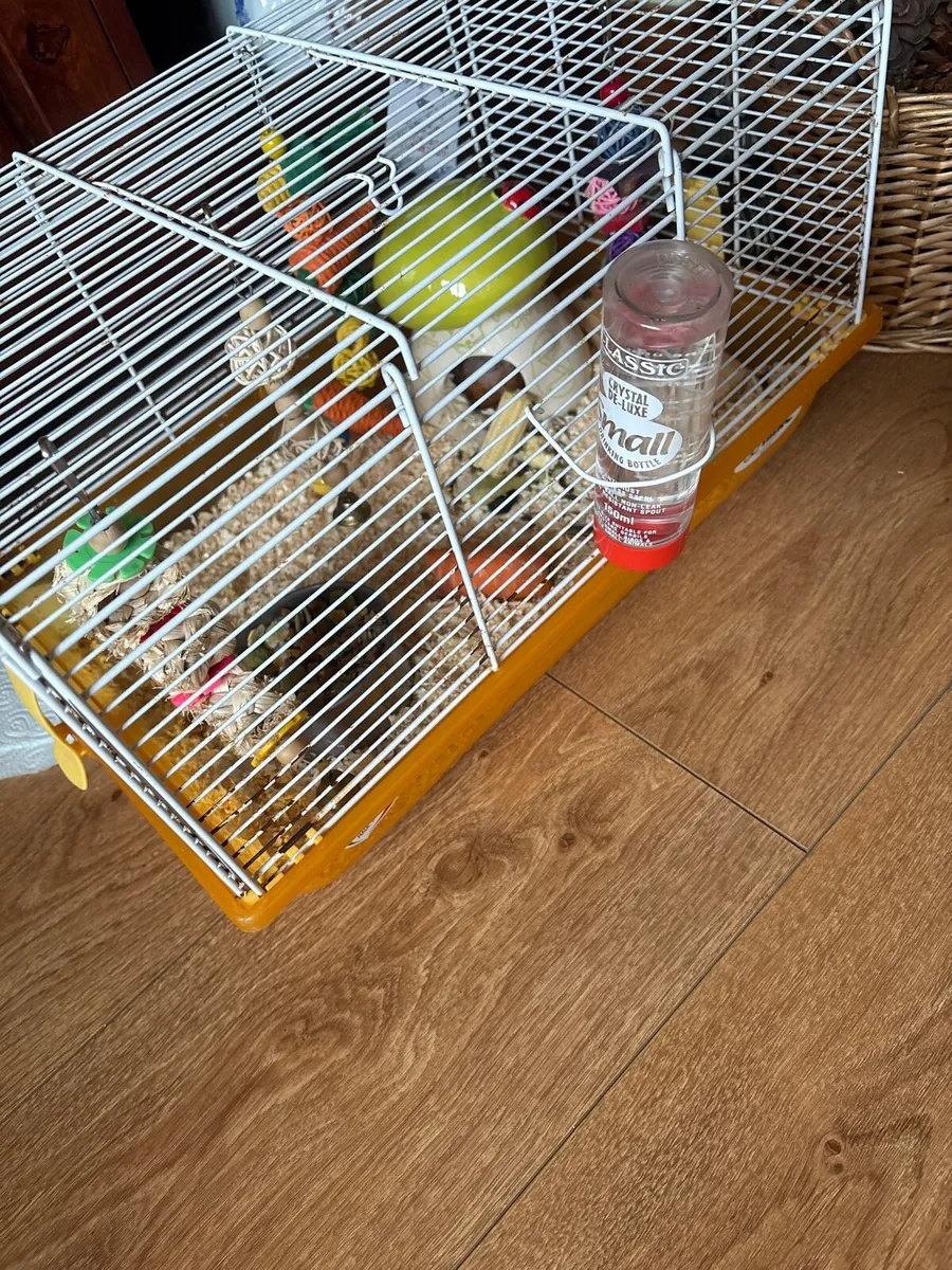 syrian hamster - Image 4