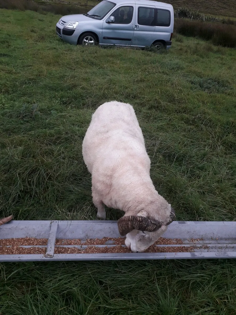 Dorset horned ram - Image 4