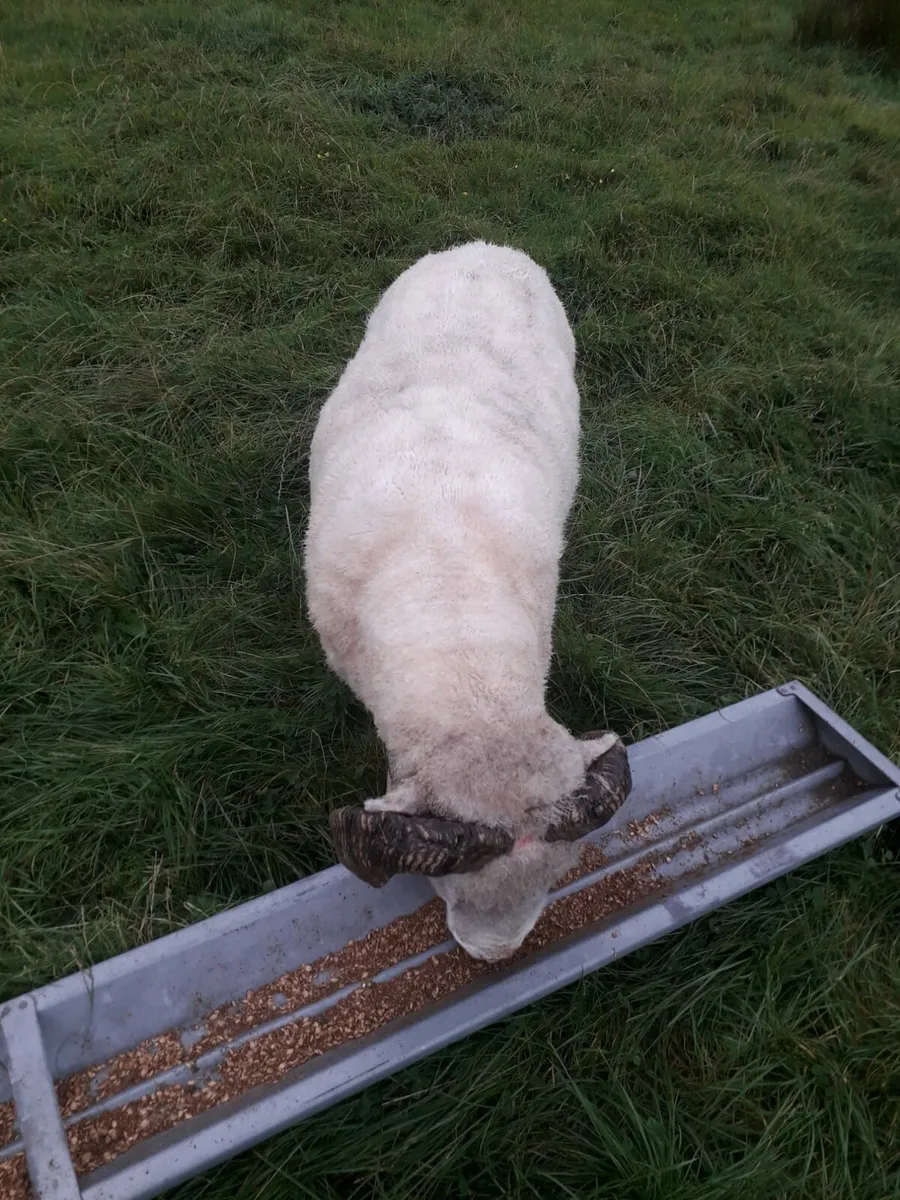 Dorset horned ram - Image 2
