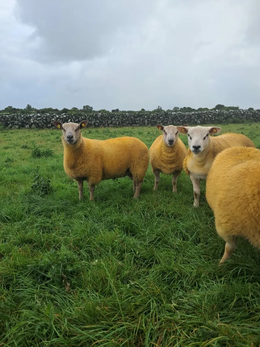 PUREBRED RAM LAMBS - Image 1