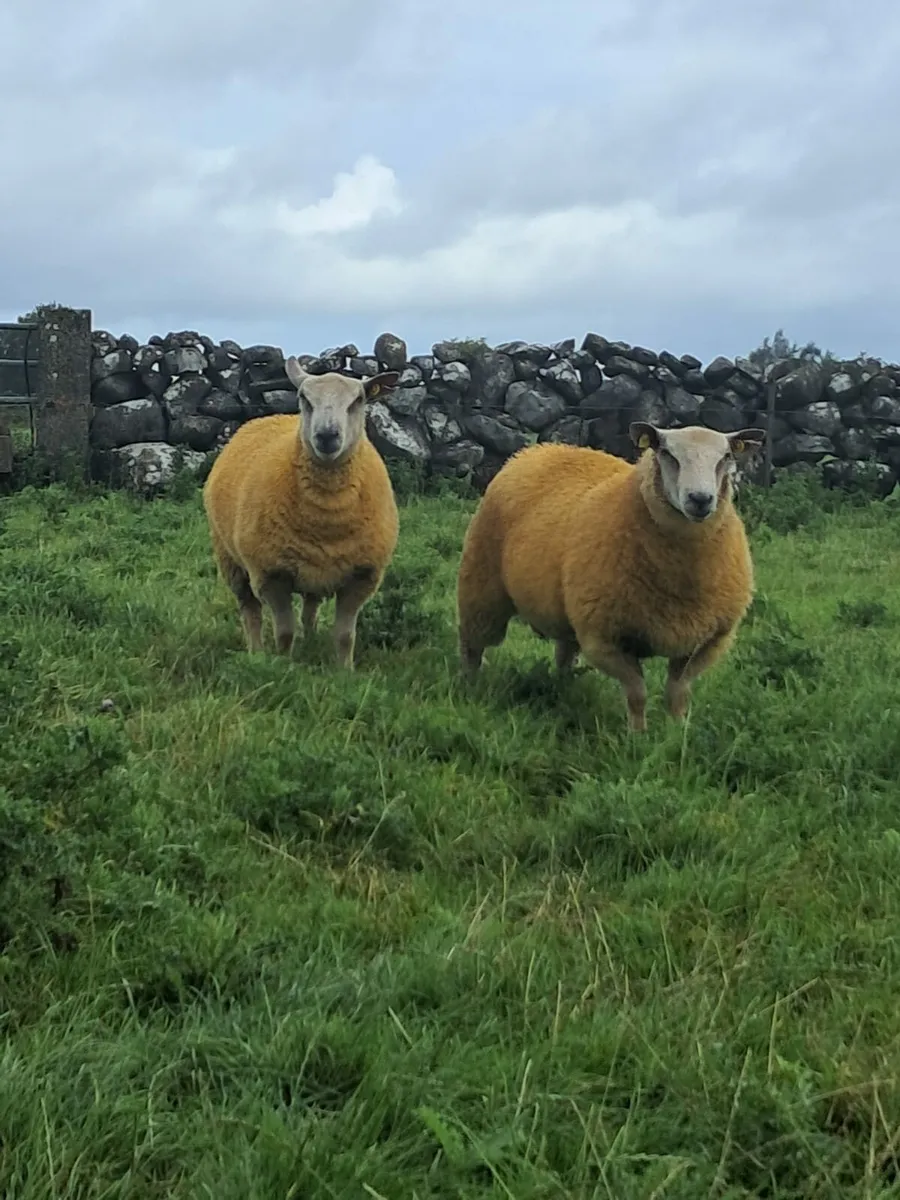 PUREBRED RAM LAMBS - Image 2