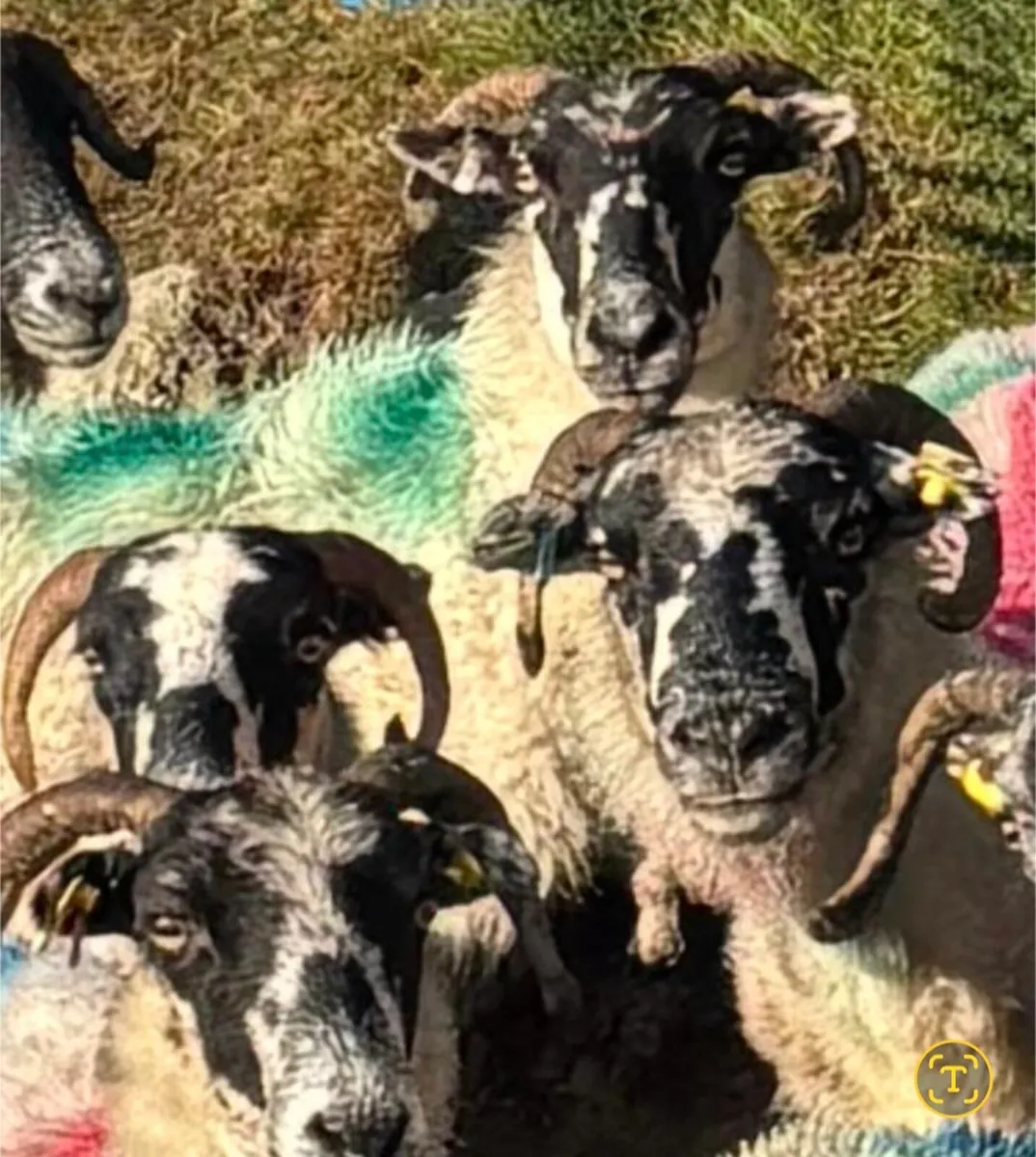 150 Scotch Ewes For Sale - Image 1
