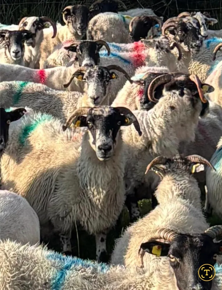 150 Scotch Ewes For Sale - Image 2