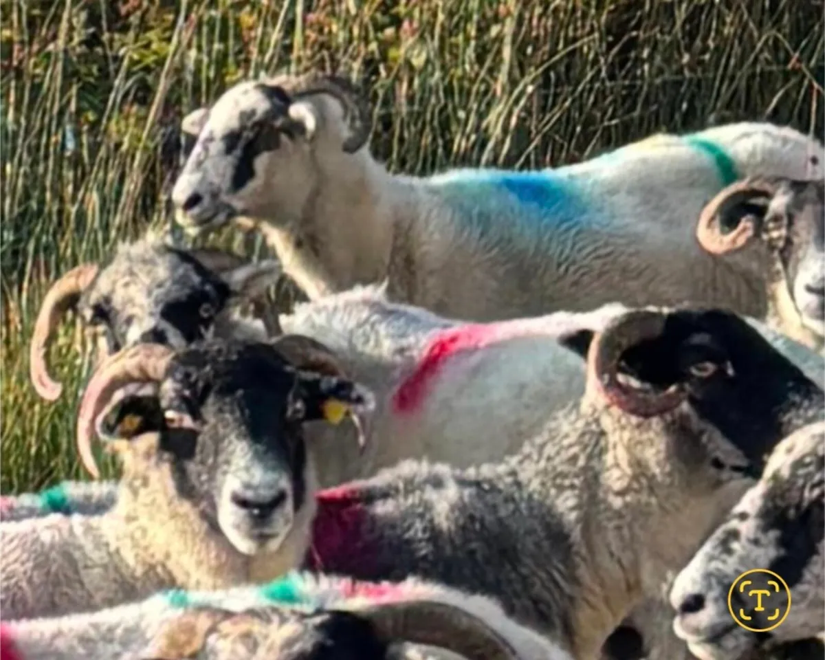 150 Scotch Ewes For Sale - Image 4