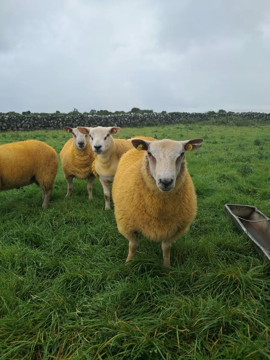 PUREBRED RAM LAMBS - Image 3