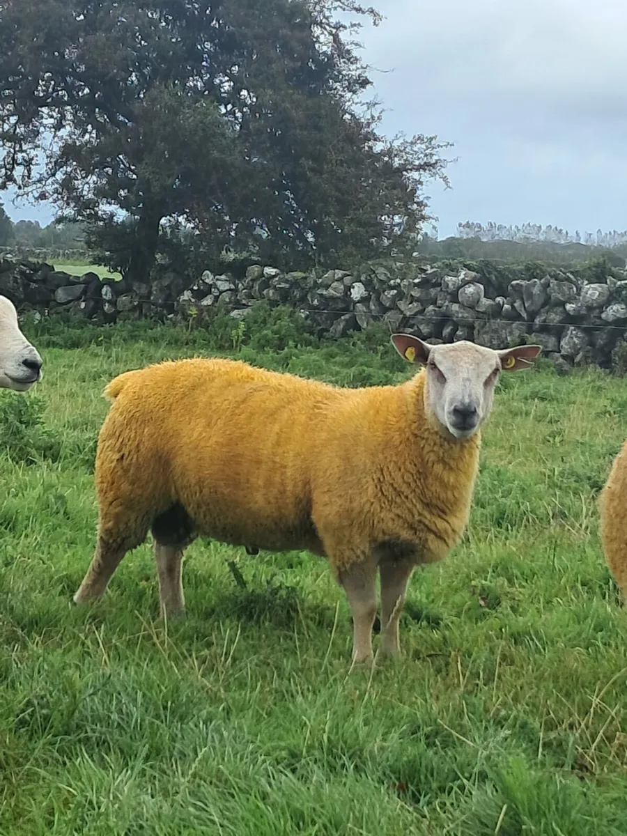 PUREBRED RAM LAMBS - Image 4