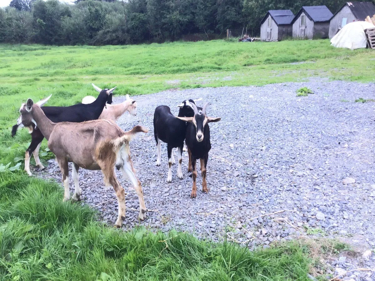 Dairy goats and young stock - Image 1