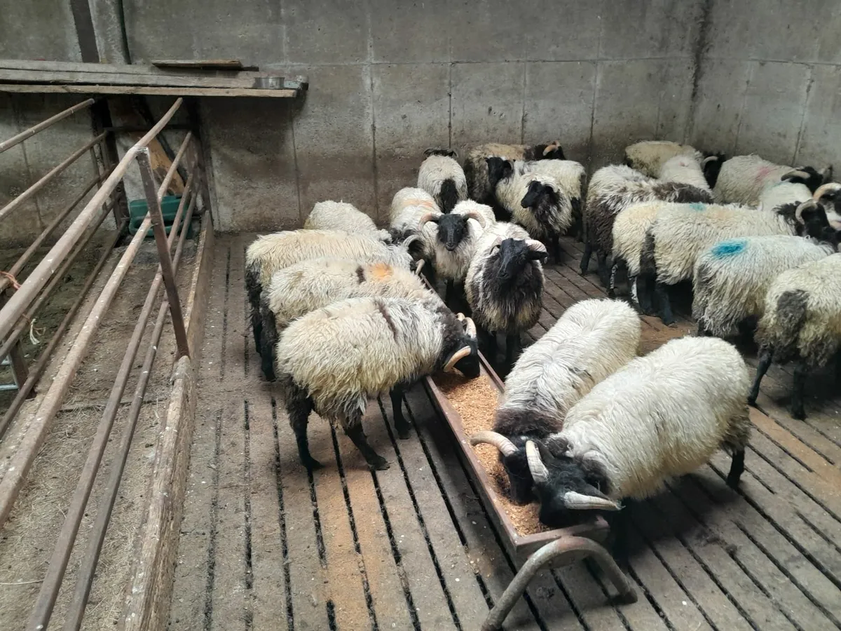 Ram lambs - Image 1