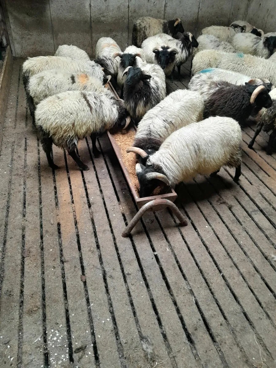 Ram lambs - Image 2