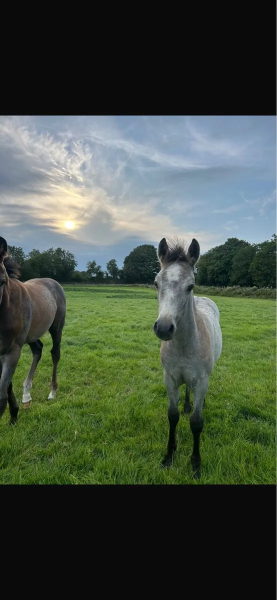 Connemara filly foal - Image 1