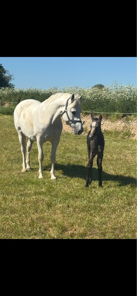 Connemara filly foal - Image 2