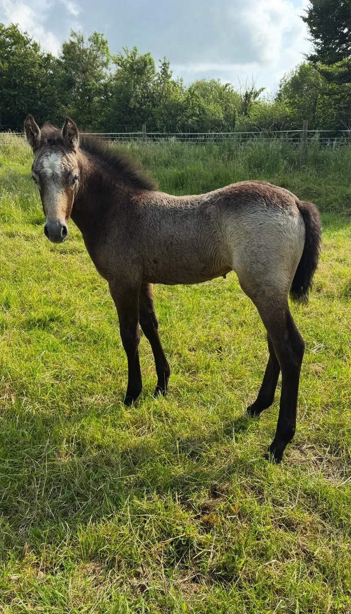 Connemara filly foal - Image 3