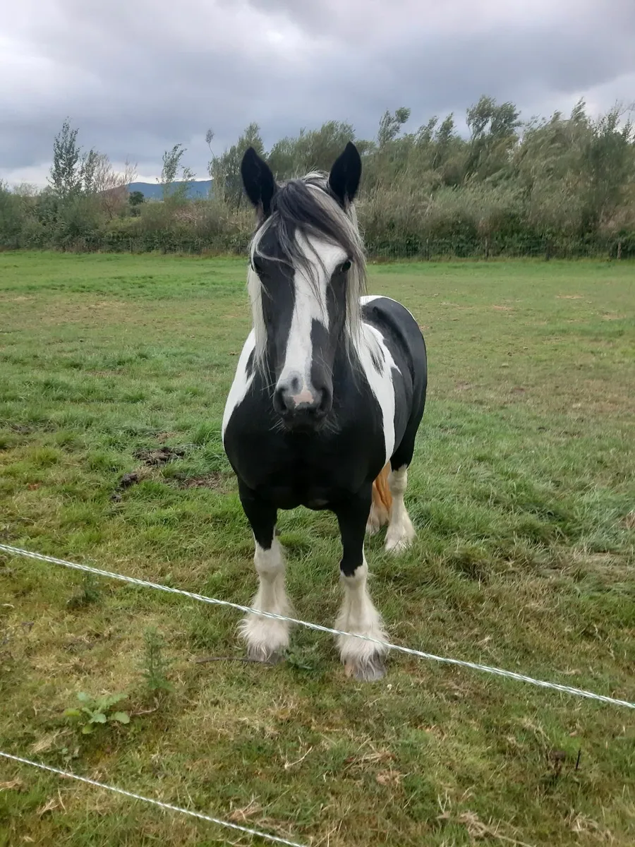 Beautiful Pony - Image 2