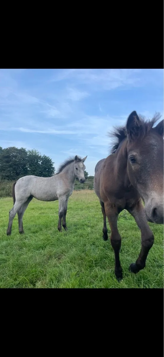 Connemara filly foal - Image 4