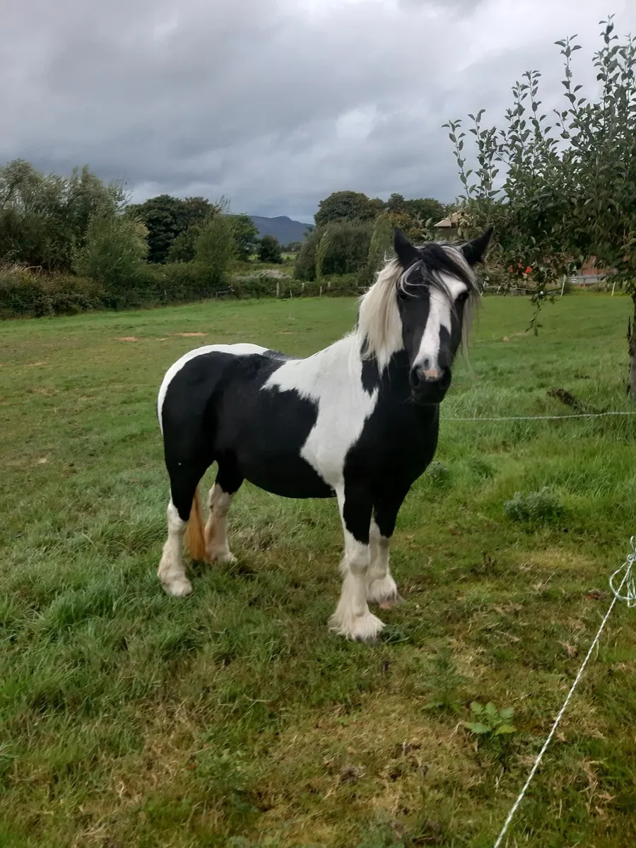 Beautiful Pony - Image 3